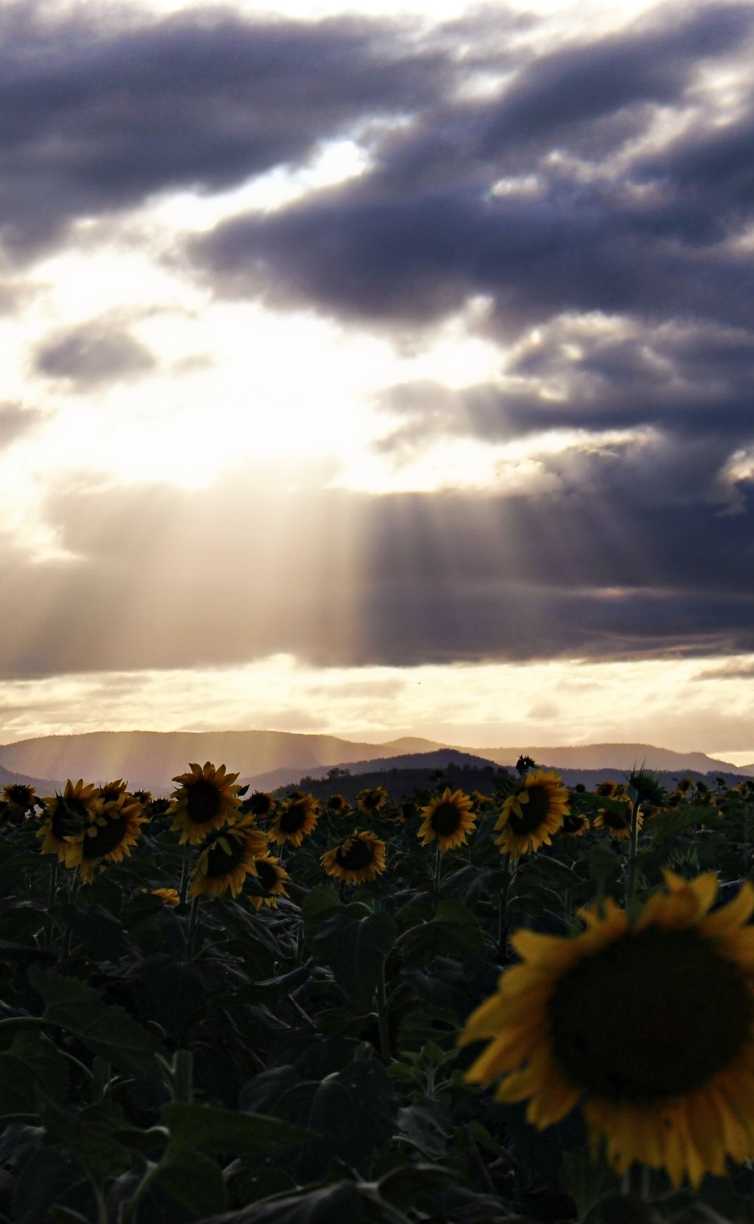 Blog: Sunflower Festival